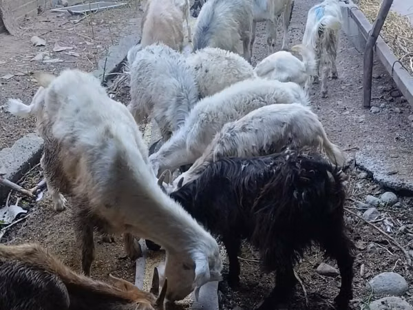 بز ماده, بز — قزاقستان