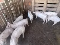 خوک (گروه، جنسیت مشخص نشده) — عکس 2