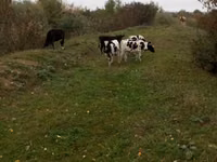 Bull, Russian Black pied cattle — photo 2