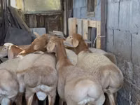 Ram, Arashan sheep — photo 2