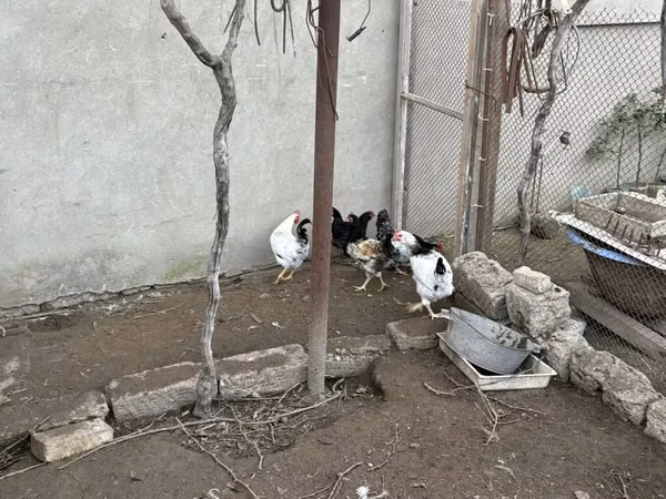 Chickens