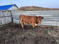 Bulle, Kasachische Weißkopfkuh — Foto 4