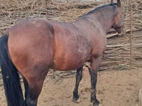 اسب نر, Kazakh horse — عکس 1
