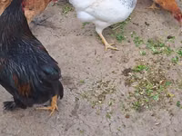 Chickens — รูปภาพ 2
