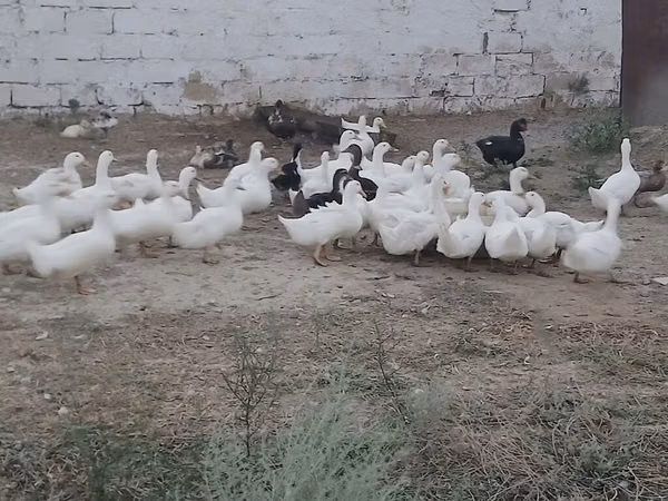 German Pekin — Azerbaijan