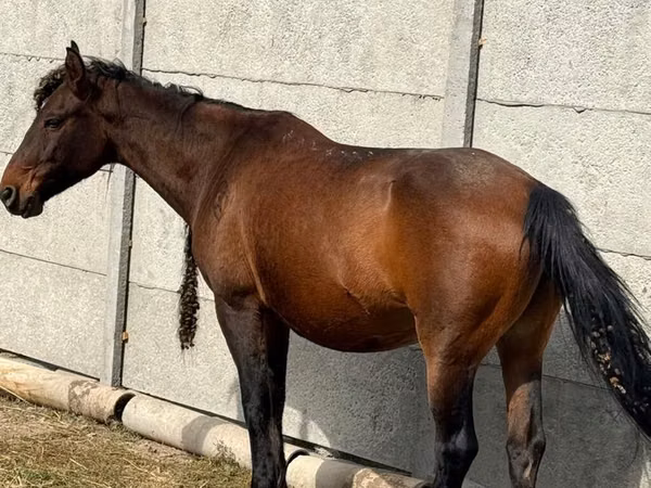 Mare, Horses — Kyrgyzstan