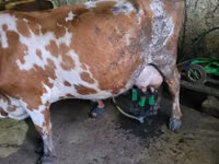 گاو نر, Russian Black pied cattle — عکس 3