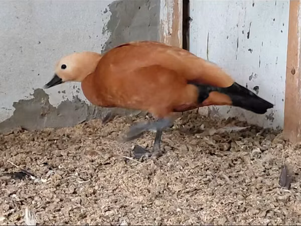 Ducks — Azerbaijan
