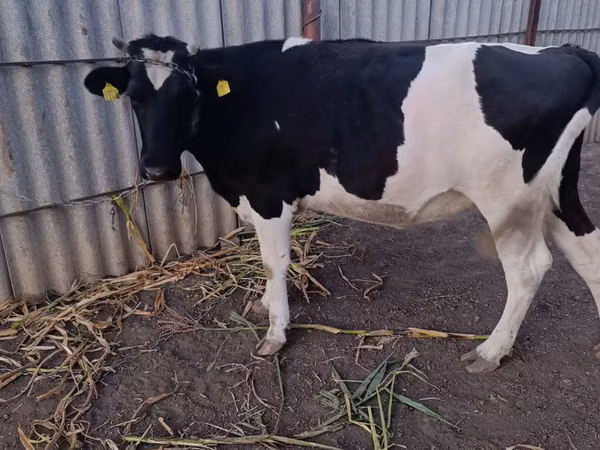 Vache, Race Holstein — Moldavie