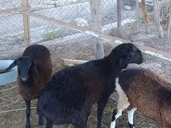 Ram, Sheep — Uzbekistan