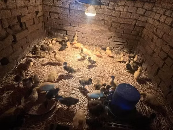 Ducks — مجارستان