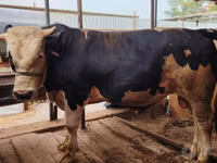 Bull, Simmental cattle — photo 2