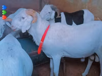 公羊, Sheep — 照片 1