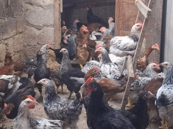 Chickens — Aserbaidschan