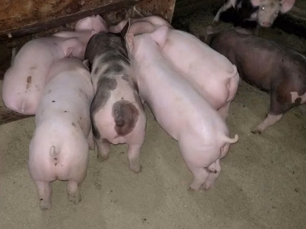 Pigs (batch, sex not specified), Pigs — Kazakhstan