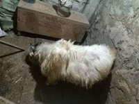 Billy Goat, Goats — photo 1