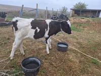 Bulle, Russian Black pied cattle — Foto 3