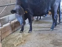 Cow, Aberdeen-Angus — photo 1
