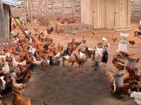 Chickens — sawirka 8