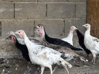 Turkeys — foto 8
