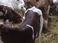 Bull, Simmental cattle — photo 4