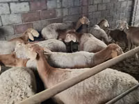 Sheep, Arashan sheep — photo 1