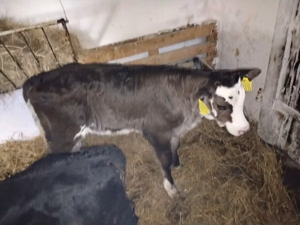 Cattle (batch, sex not specified), Cattle