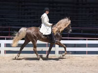 Horse (M), Rocky Mountain Horse — photo 3