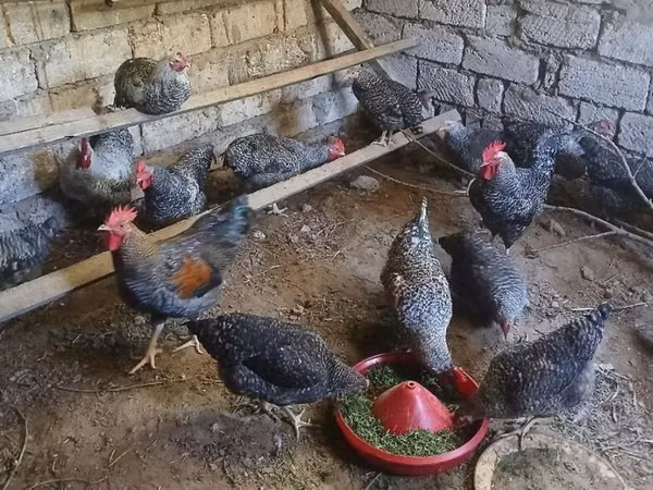 Chickens — Азербайджан