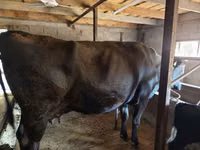 Cow, Russian Black pied cattle — photo 2