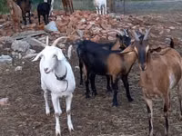 Goat, Alpine goat — photo 8