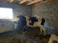 Krowa, Latvian Blue cattle — zdjęcie 3