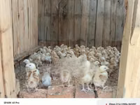 Chickens — foto 5