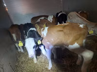Býk, Simmental cattle — foto 3