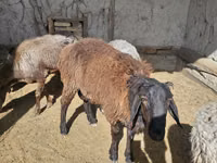 ஆண் ஆடு, ஆடுகள் — புகைப்படம் 6