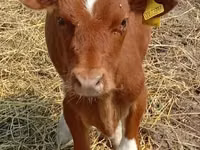 雌牛, Swiss cattle — 写真 1