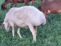 Sheep, Sheep — photo 3