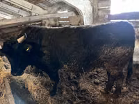 Bika, Simmental cattle — 8. fotó