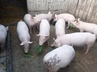 Lợn (lô, chưa xác định giới tính), Lợn — ảnh 3