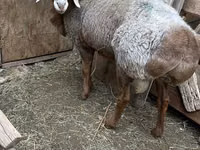 Kambing jantan, Arashan sheep — foto 3