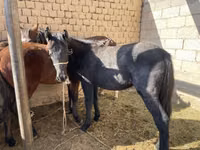 Koně (série, pohlaví neuvedeno), Kyrgyz Horse — foto 3