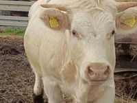 گاو ماده, Charolais cattle — عکس 1
