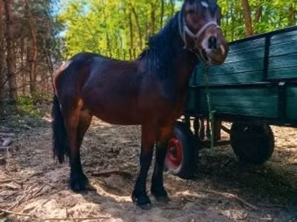 Horse (M), Horses