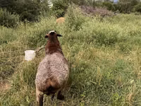 Ram, Sheep — photo 1