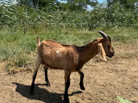 تيس, Nubian Goat — الصورة 2