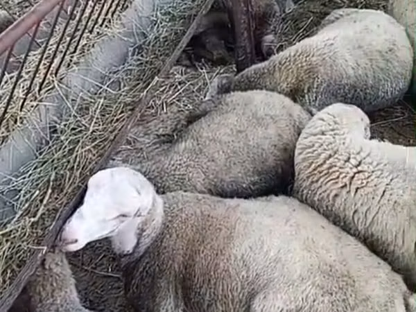 Sheep, Sheep — Azerbaijan