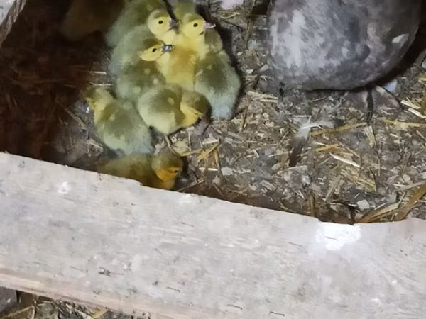 Ducks — Azerbaijan
