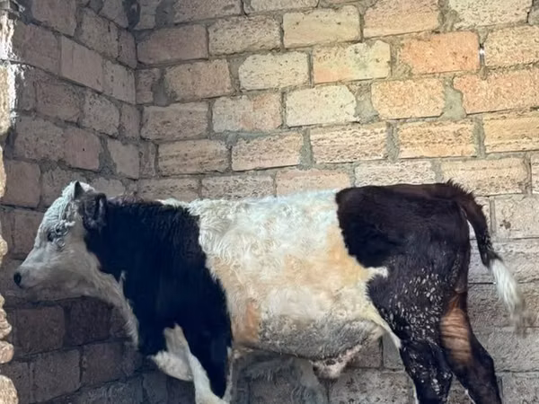 Bull, Kazakh White-headed cow