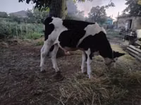 公牛, Cattle — 照片 2