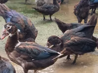 Ducks — foto 8